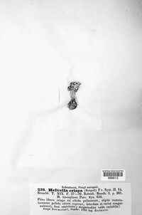 Helvella crispa image